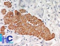 TRAF-2 Antibody (33A1293) - Azide and BSA Free, Novus Biologicals 0.1 mg;